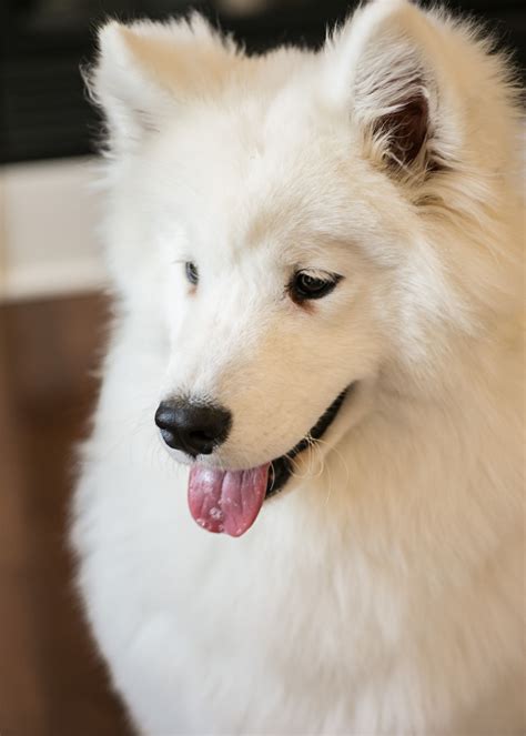 The Spiritual Connection between White Magic Samoyeds and their Owners